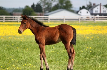 Foal In Field